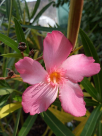 Nerium oleander 'Red Beauty'