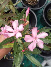 Nerium oleander 'Taurus'