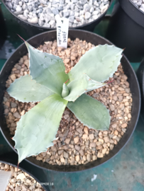 Agave ovatifolia 'Dwarf' - 1.04 - 3 ltr