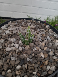 Agave victoria reginae sp. swobodae - 02 - 3 ltr