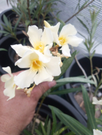 Nerium oleander 'Souvenir des Iles Canaries'