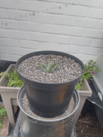 Agave parrasana - 3 ltr