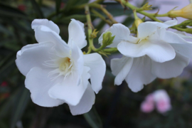 Nerium oleander 'Porto'