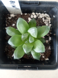 Haworthia obtusa 'Marin'