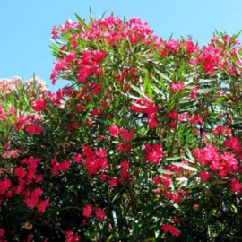 Nerium oleander 'Hardy Red' (Origineel)