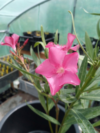 Nerium oleander 'Calypso'