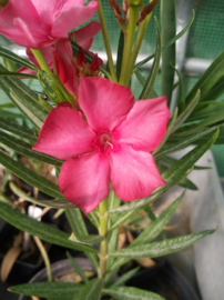 Nerium oleander 'Fire Walker'