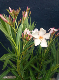 Nerium oleander 'Angiolo Pucci'