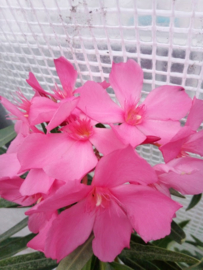Nerium oleander 'Cap Saint Vincent'