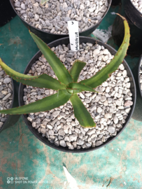 Agave x amourifolia 'Twisted Tongue' - 1.03 - 3 ltr