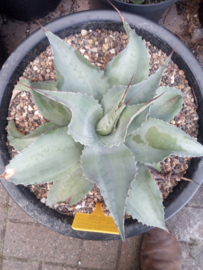 Agave ovatifolia 'Frosty Blue Mediopicta Shadow' - 18 ltr