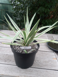 Agave angustifolia 'Variegata' - 7,5 ltr