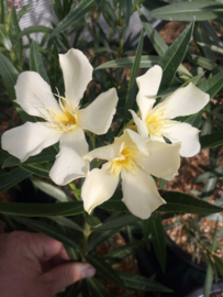 Nerium oleander 'Marie Gambetta'