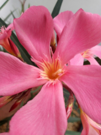 Nerium oleander 'Papa Gambetta'