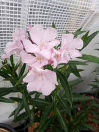 Nerium oleander 'Barcelona'