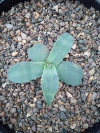 Agave parryi var. huachucensis 'Wakefield'