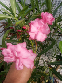 Nerium oleander 'Rose des Borrels'