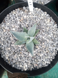 Agave ovatifolia 'Frosty Blue'   2.08 - 7,5 ltr