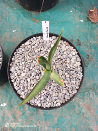 Agave x amourifolia 'Twisted Tongue' - 1.07 - 3 ltr