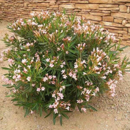 Nerium oleander 'Nana Rosso'