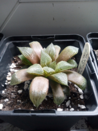 Haworthia 'Sugar Plum'