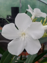 Nerium oleander 'Toulouse'