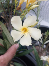 Nerium oleander 'Souvenir des Iles Canaries'