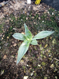 Agave ovatifolia 'Killer'