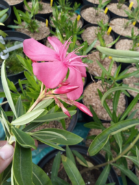 Nerium oleander 'Jannoch'