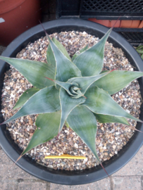 Agave ovatifolia 'Cameo'