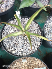 Agave x amourifolia 'Twisted Tongue' - 1.04 - 3 ltr