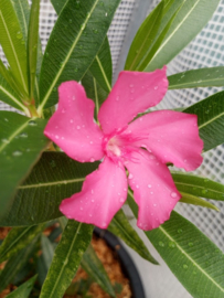 Nerium oleander 'Docteur Golfin'