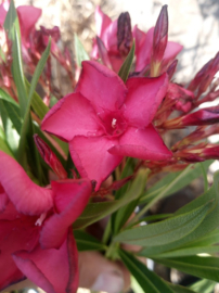 Nerium oleander 'Colnem'