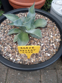 Agave 'Desert Love'