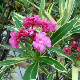 Nerium oleander 'Mrs. Runge' / 'Splendens Foliis Variegatis'