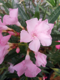 Nerium oleander 'Maguellone'