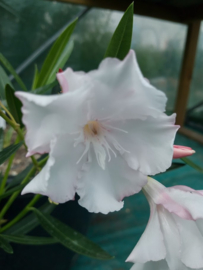 Nerium oleander 'Kitti'