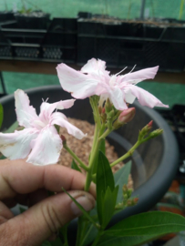Nerium oleander 'Kewpie'