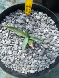 Agave parryi var. couesii - 3 ltr