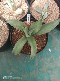 Agave ovatifolia 'Kraken'   4.01 - 3 ltr