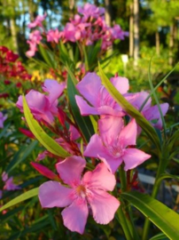 Nerium oleander 'Pink Beauty' / 'Hardy Pink' / 'Monrovia'