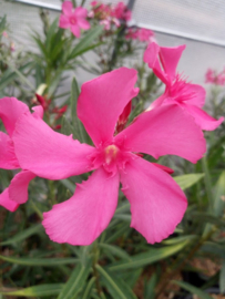 Nerium oleander 'Manon' [Exclusief, vermeerderen verboden]