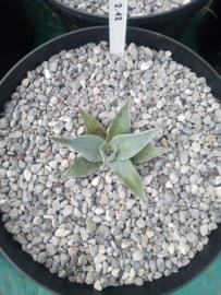 Agave ovatifolia 'Frosty Blue'   2.12 - 7,5 ltr