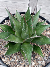 Agave montana - 01 - 7,5 ltr