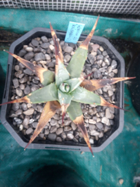 Agave utahensis var. kaibabensis - 2 ltr