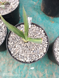 Agave x amourifolia 'Twisted Tongue' - 1.06 - 3 ltr