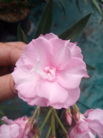 Nerium oleander 'Mrs. Swanson'