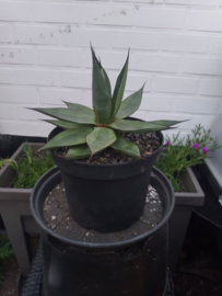 Agave obscura 'Red Skyline' - 7,5 ltr