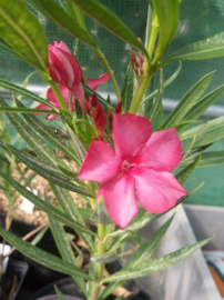 Nerium oleander 'Fire Walker'