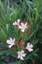 Nerium oleander 'Pink Beauty' / 'Hardy Pink' / 'Monrovia'
